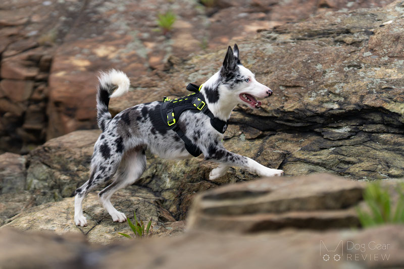 ACD Performance Dog Harness Review | Dog Gear Review