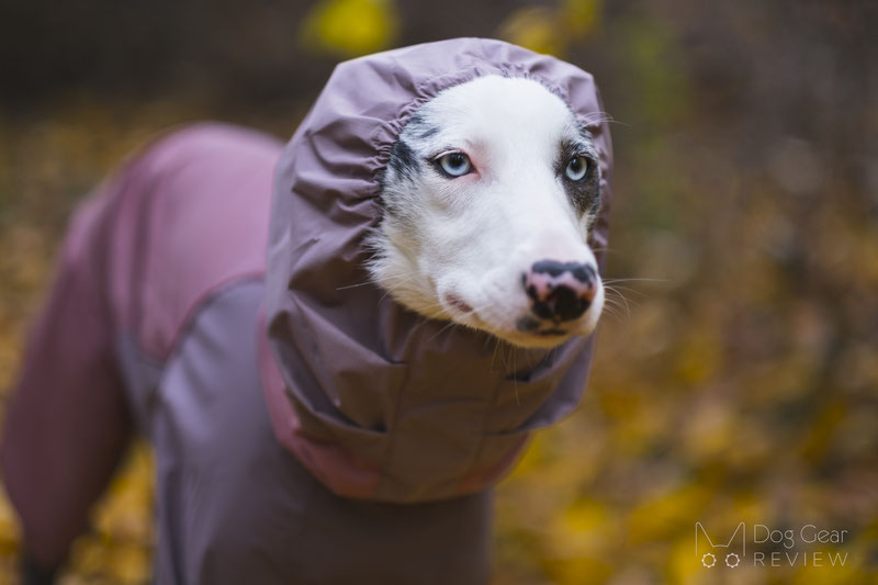 AlphaIcon Technical Rain Guard Review | Dog Gear Review