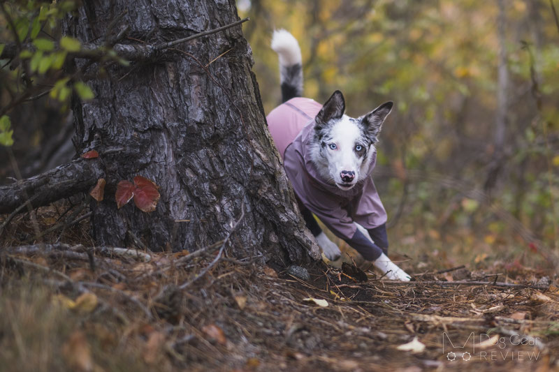 AlphaIcon Technical Rain Guard Review | Dog Gear Review