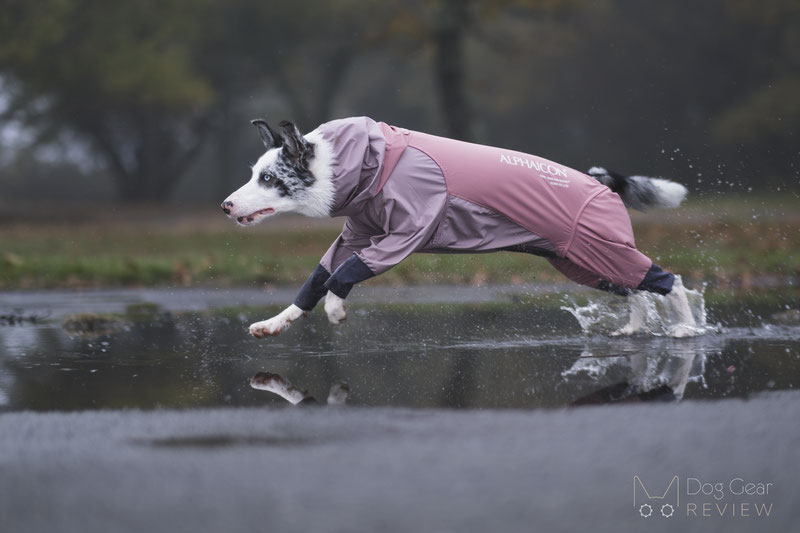 AlphaIcon Technical Rain Guard Review | Dog Gear Review