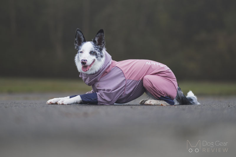 AlphaIcon Technical Rain Guard Review | Dog Gear Review