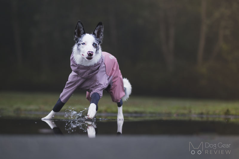 AlphaIcon Technical Rain Guard Review | Dog Gear Review