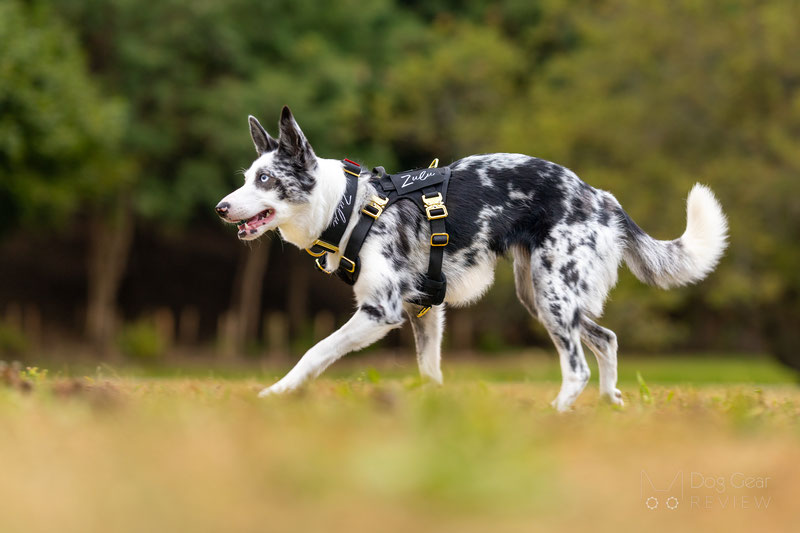 Alpine Dog HNTR 3.0 Harness Review | Dog Gear Review