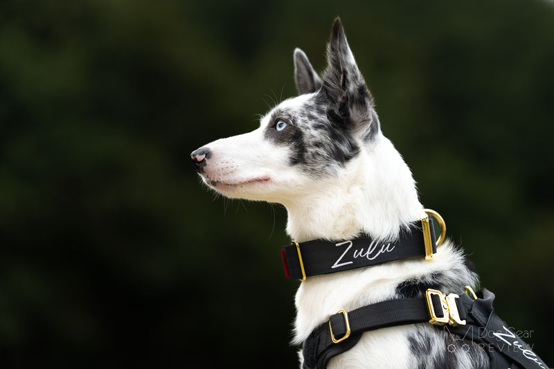 Alpine Dog HNTR 3.0 Harness Review | Dog Gear Review