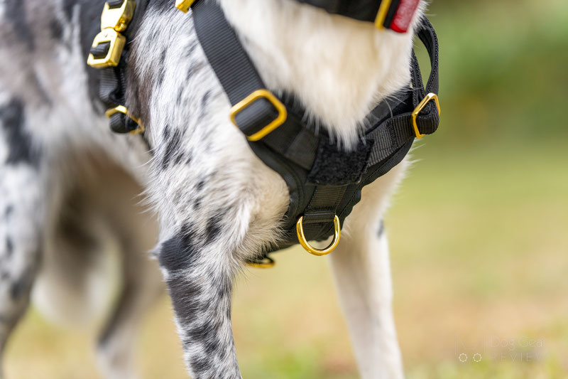 Alpine Dog HNTR 3.0 Harness Review | Dog Gear Review