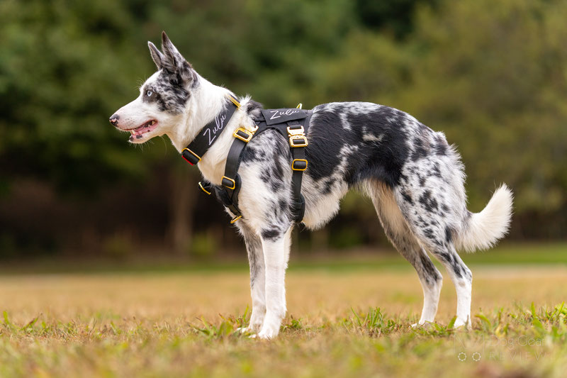 Alpine Dog HNTR 3.0 Harness Review | Dog Gear Review