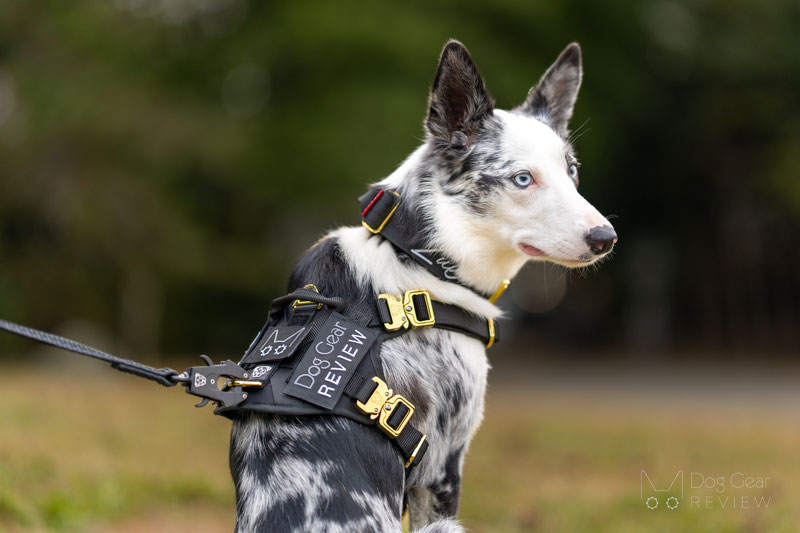 Alpine Dog HNTR 3.0 Harness Review | Dog Gear Review