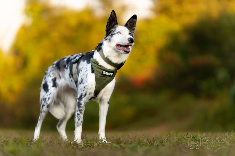 Alpine Dog Terrain Harness Review | Dog Gear Review