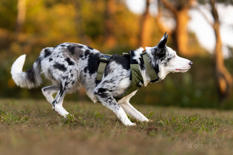 Alpine Dog Terrain Harness Review | Dog Gear Review