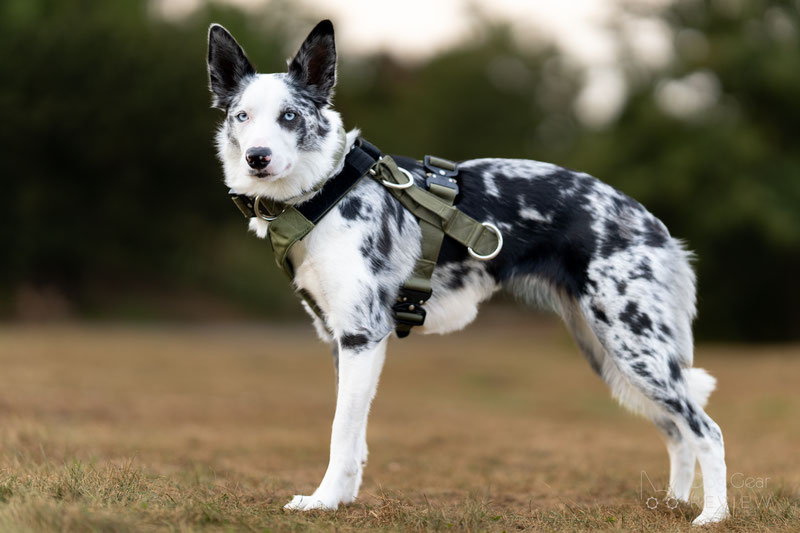 Alpine Dog Terrain Harness Review | Dog Gear Review