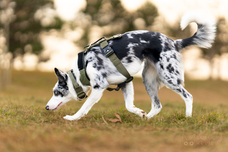 Alpine Dog Terrain Harness Review | Dog Gear Review