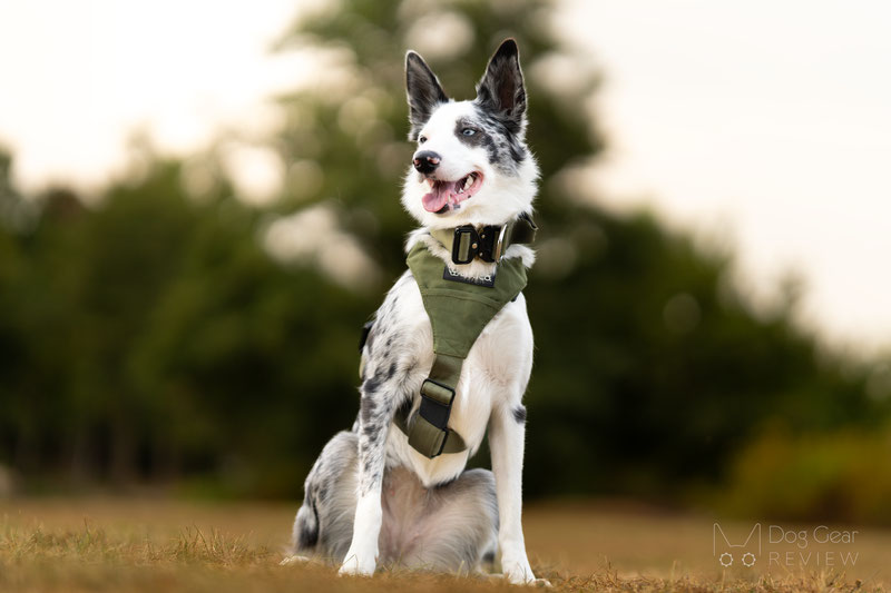 Alpine Dog Terrain Harness Review | Dog Gear Review