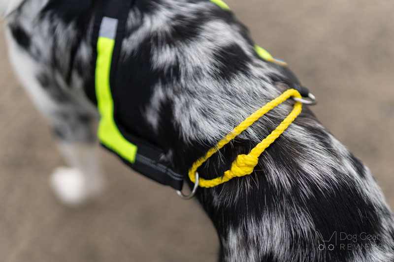 Axaeco Harness X Run Review | Dog Gear Review