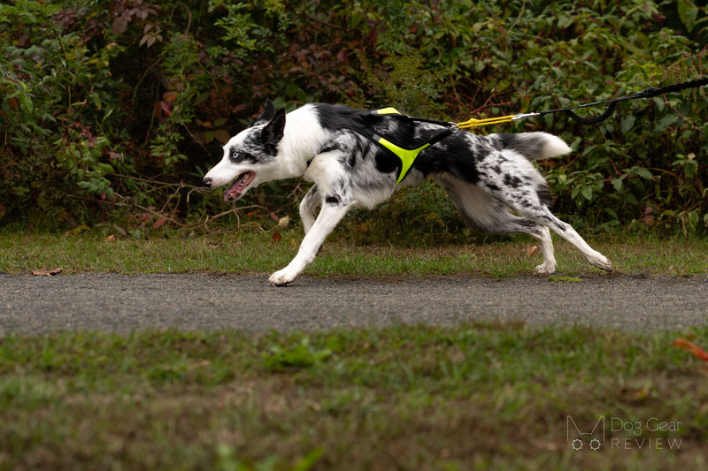 Axaeco Harness X Run Review | Dog Gear Review