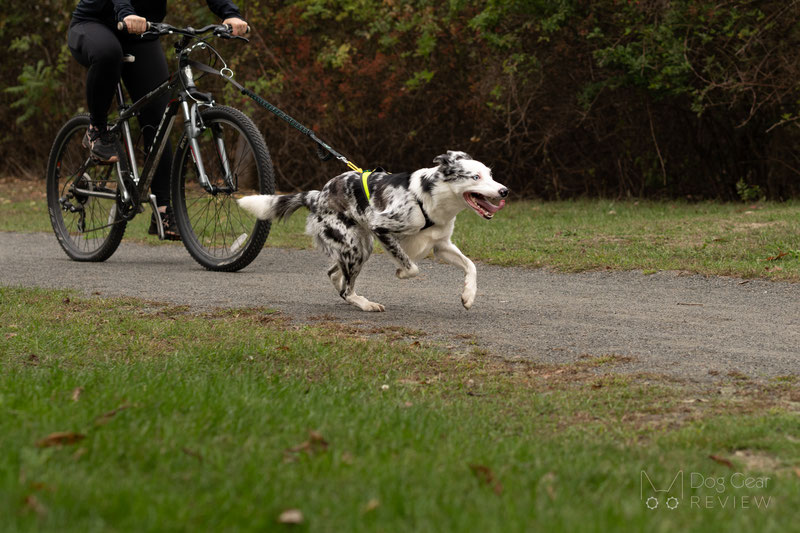 Axaeco Harness X Run Review | Dog Gear Review