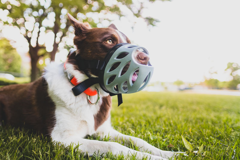 Barkless silicone dog muzzle hotsell