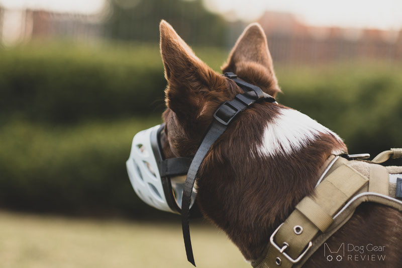 Barkless Blue Silicone Muzzle Review | Dog Gear Review