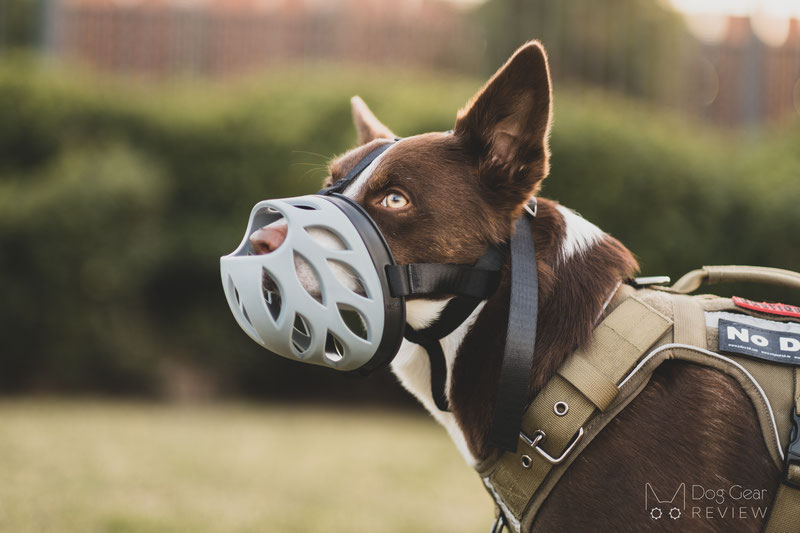 Barkless Blue Silicone Muzzle Review | Dog Gear Review