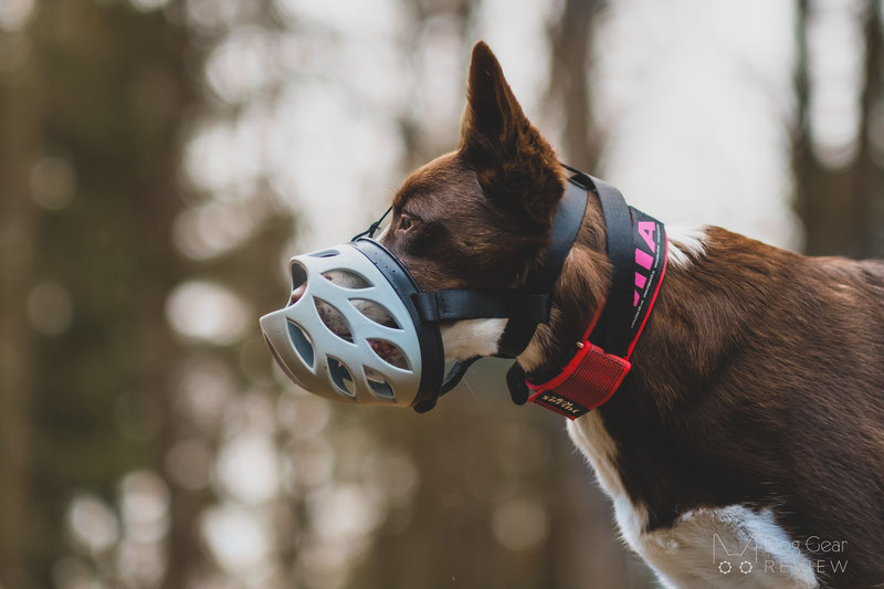 Barkless Blue Silicone Muzzle Review | Dog Gear Review