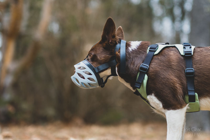 Barkless Blue Silicone Muzzle Review | Dog Gear Review