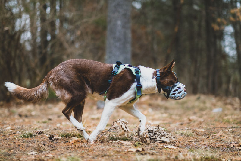 Barkless Blue Silicone Muzzle Review | Dog Gear Review