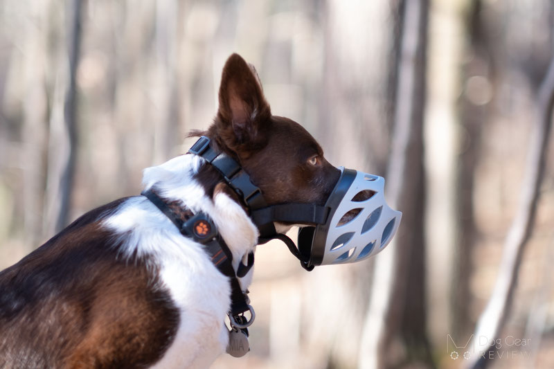 Barkless Blue Silicone Muzzle Review | Dog Gear Review
