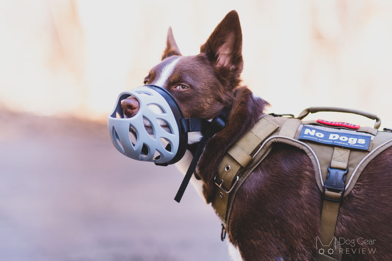 Barkless Blue Silicone Muzzle Review | Dog Gear Review