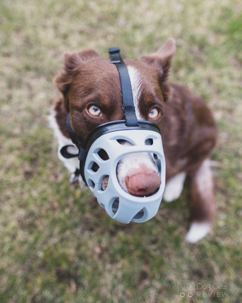 Barkless Blue Silicone Muzzle Review | Dog Gear Review