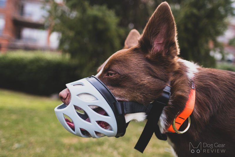 Barkless Blue Silicone Muzzle Review | Dog Gear Review