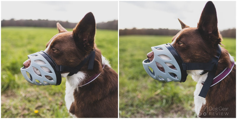 Barkless Blue Silicone Muzzle Review | Dog Gear Review