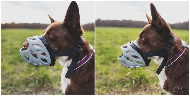 Barkless Blue Silicone Muzzle Review | Dog Gear Review