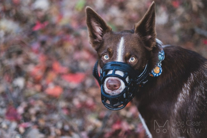 Barkless Silicone Muzzle Review | Dog Gear Review