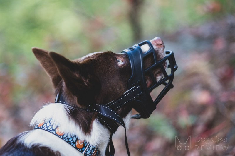 Barkless Silicone Muzzle Review | Dog Gear Review