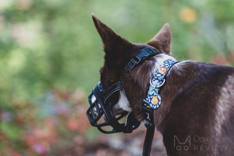 Barkless Silicone Muzzle Review | Dog Gear Review