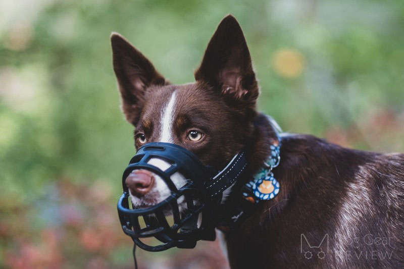 Barkless silicone sale dog muzzle