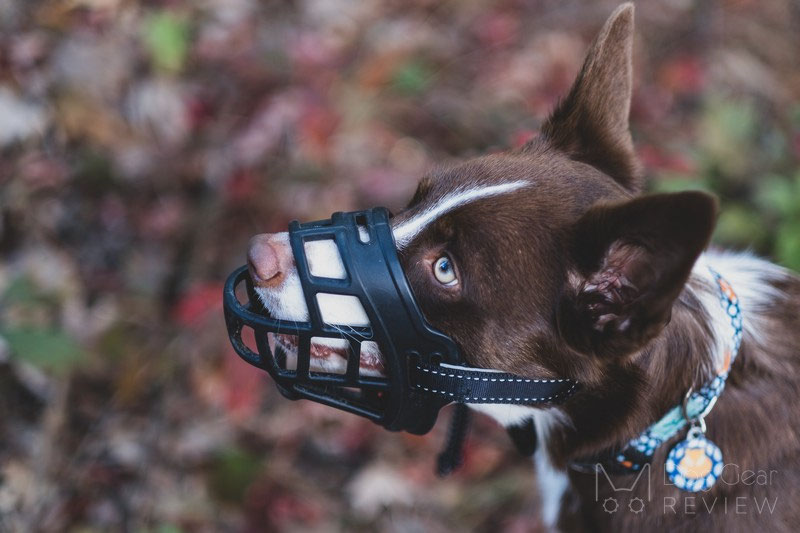 Barkless Silicone Muzzle Review | Dog Gear Review