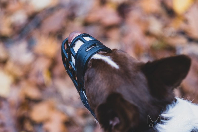 Barkless Silicone Muzzle Review | Dog Gear Review