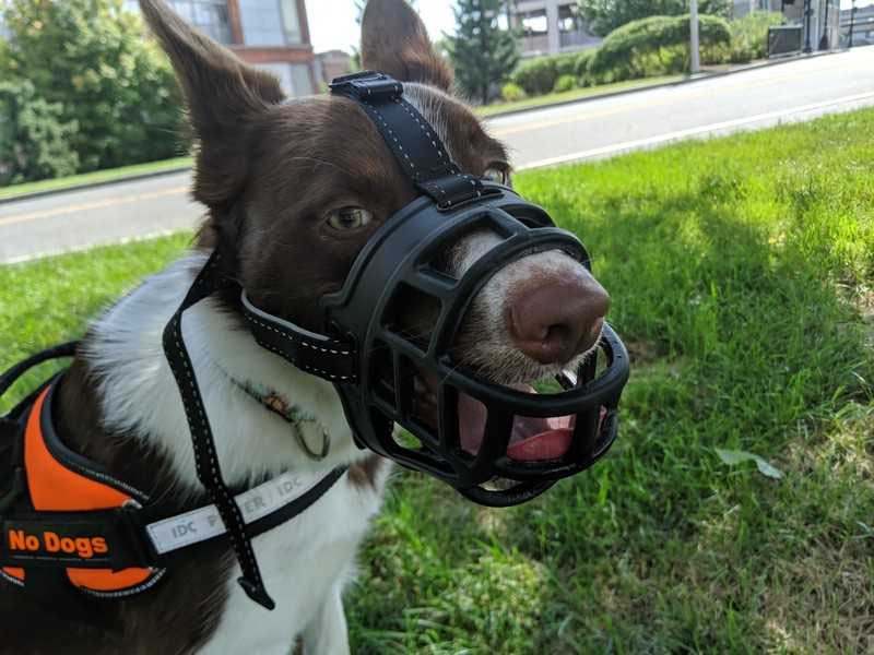 Barkless Silicone Muzzle Review | Dog Gear Review