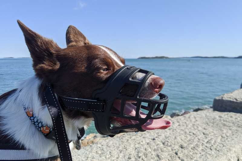 Barkless Silicone Muzzle Review | Dog Gear Review