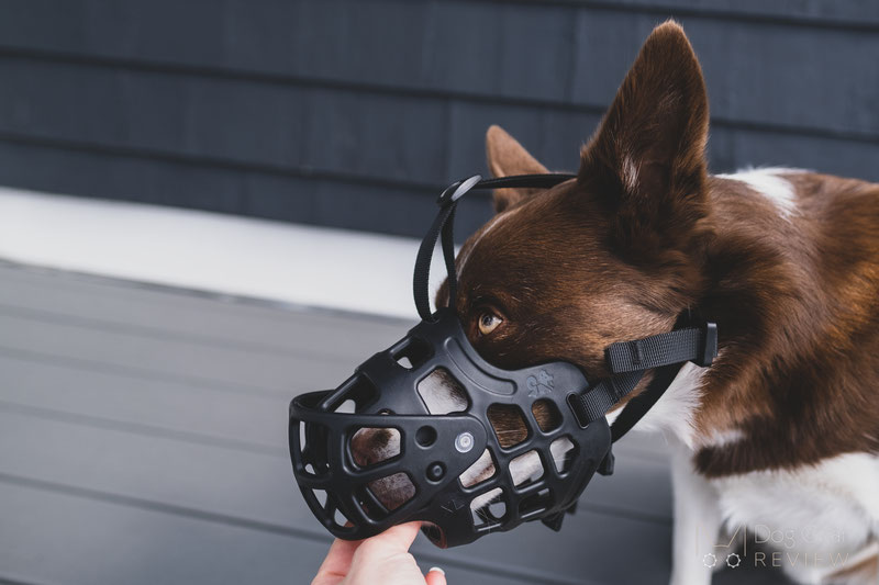 Review of the Barkless Muzzle with a Movable Front Cover | Dog Gear Review