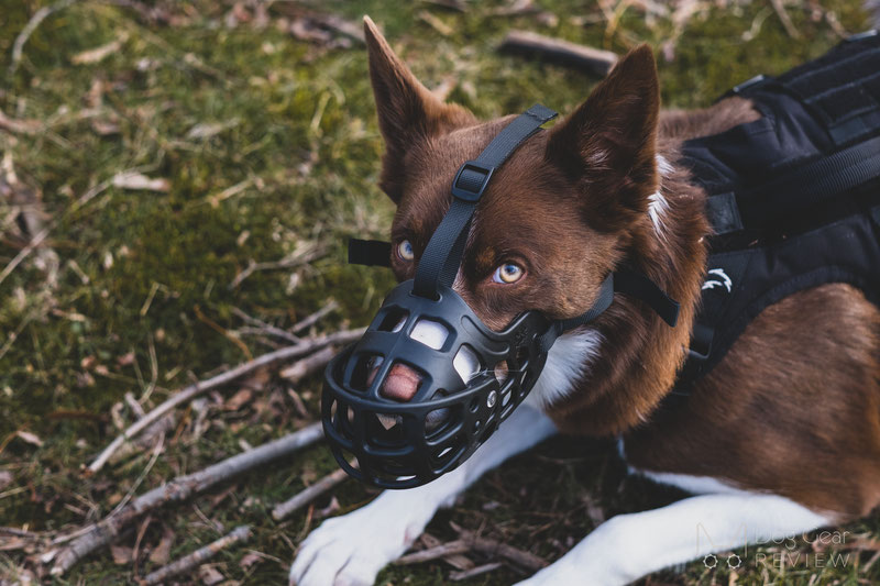 Review of the Barkless Muzzle with a Movable Front Cover | Dog Gear Review