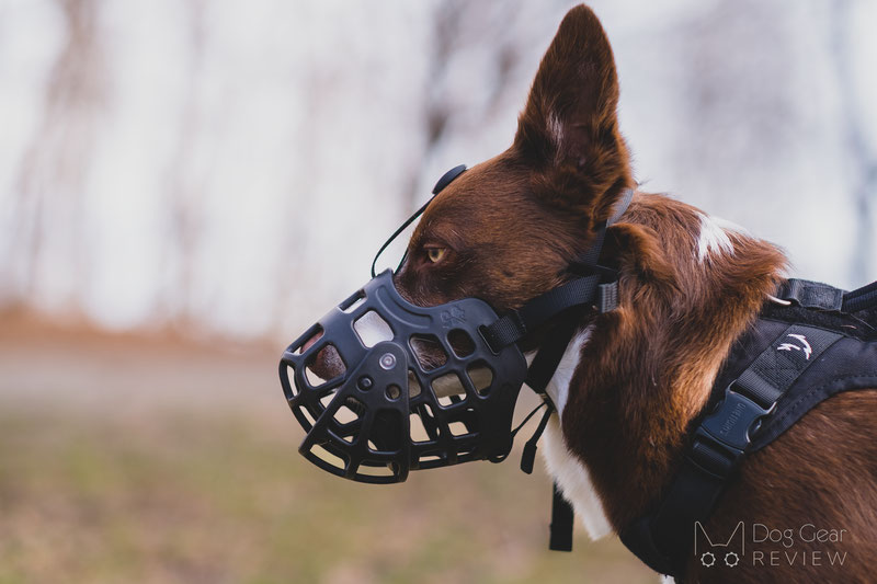 Review of the Barkless Muzzle with a Movable Front Cover | Dog Gear Review