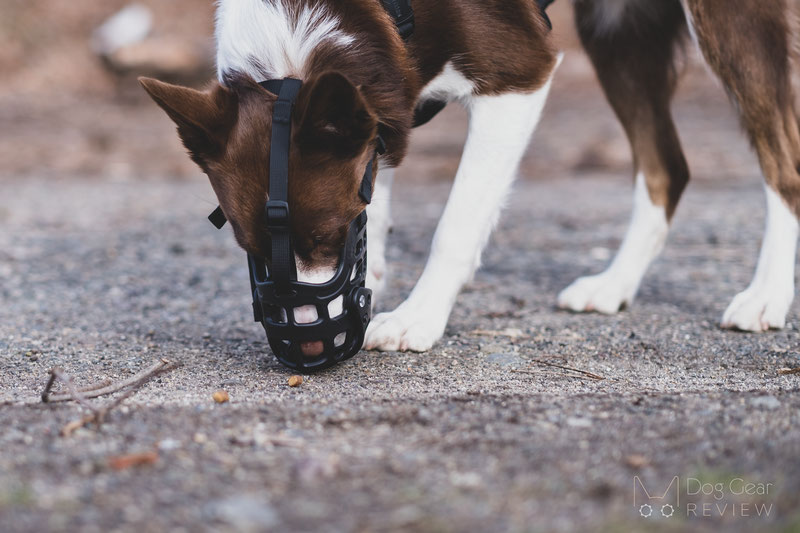 Review of the Barkless Muzzle with a Movable Front Cover | Dog Gear Review