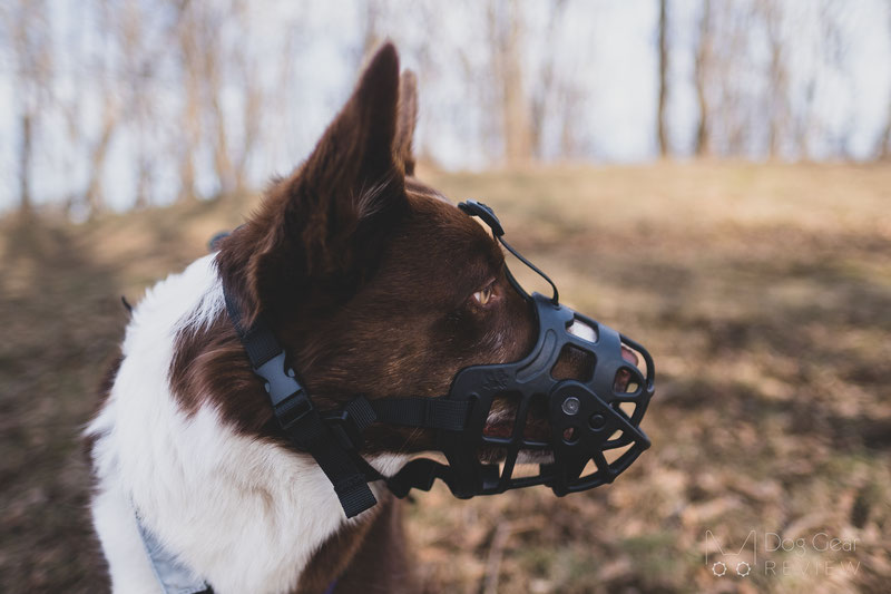 Review of the Barkless Muzzle with a Movable Front Cover | Dog Gear Review