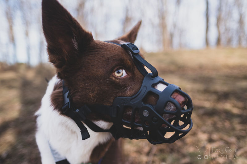 Review of the Barkless Muzzle with a Movable Front Cover | Dog Gear Review
