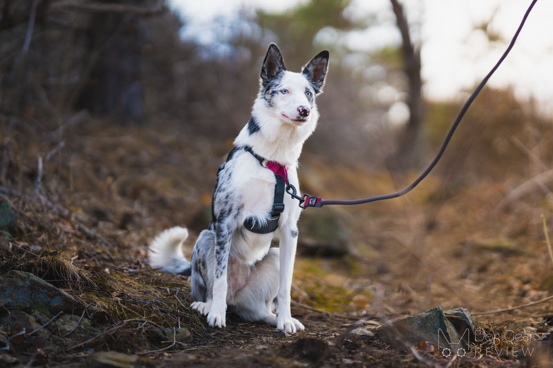 BAUMUTT IN . LINE Non-Pull Dog Harness & LAXO Leash Review | Dog Gear Review