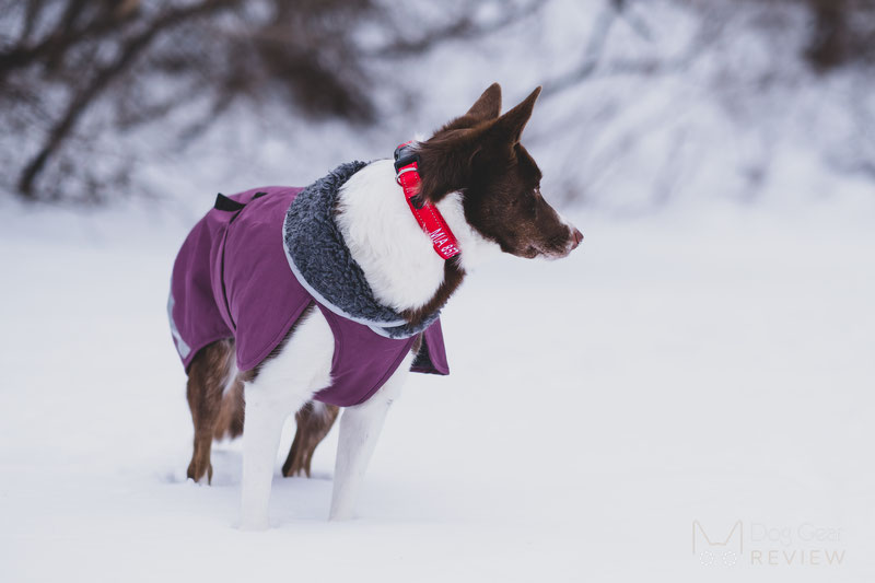 BAYDOG Embroidered Tampa Bay Collar Review | Dog Gear Review