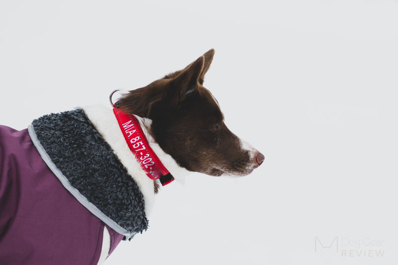 BAYDOG Embroidered Tampa Bay Collar Review | Dog Gear Review