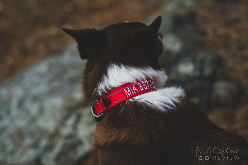 BAYDOG Embroidered Tampa Bay Collar Review | Dog Gear Review