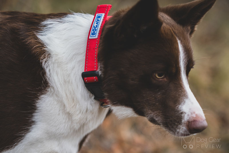 BAYDOG Embroidered Tampa Bay Collar Review | Dog Gear Review